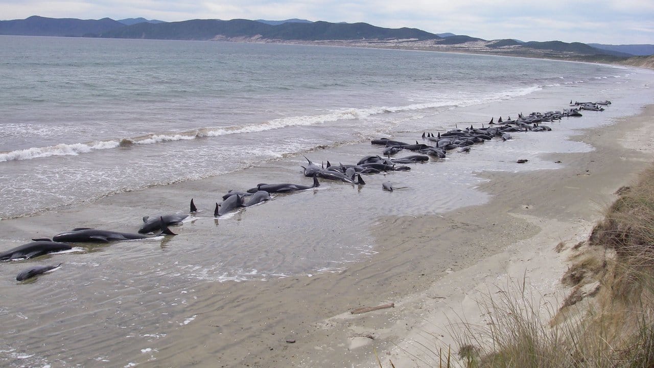 Immer wieder kommt es zu Massenstrandungen von Walen an den Küsten Neuseelands, wie hier an der Landzunge Farewell Spit im Jahr 2011.