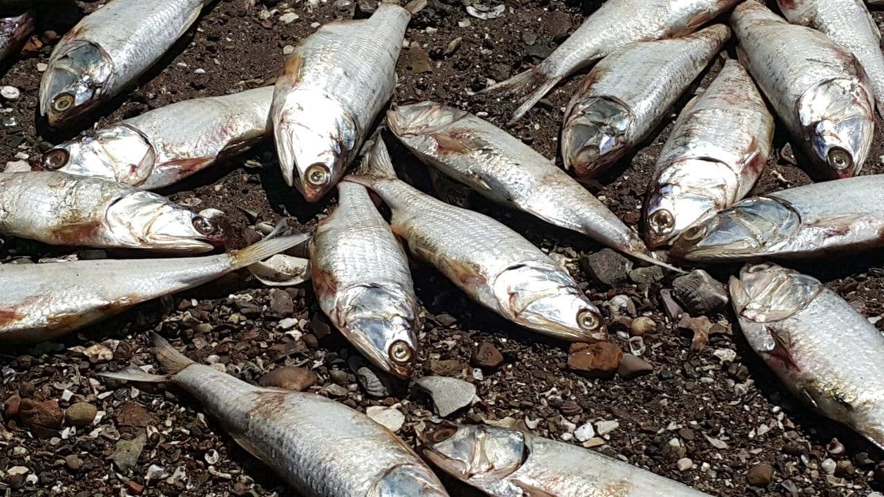 In Costa Rica ist massenweise toter Fisch angespült worden.