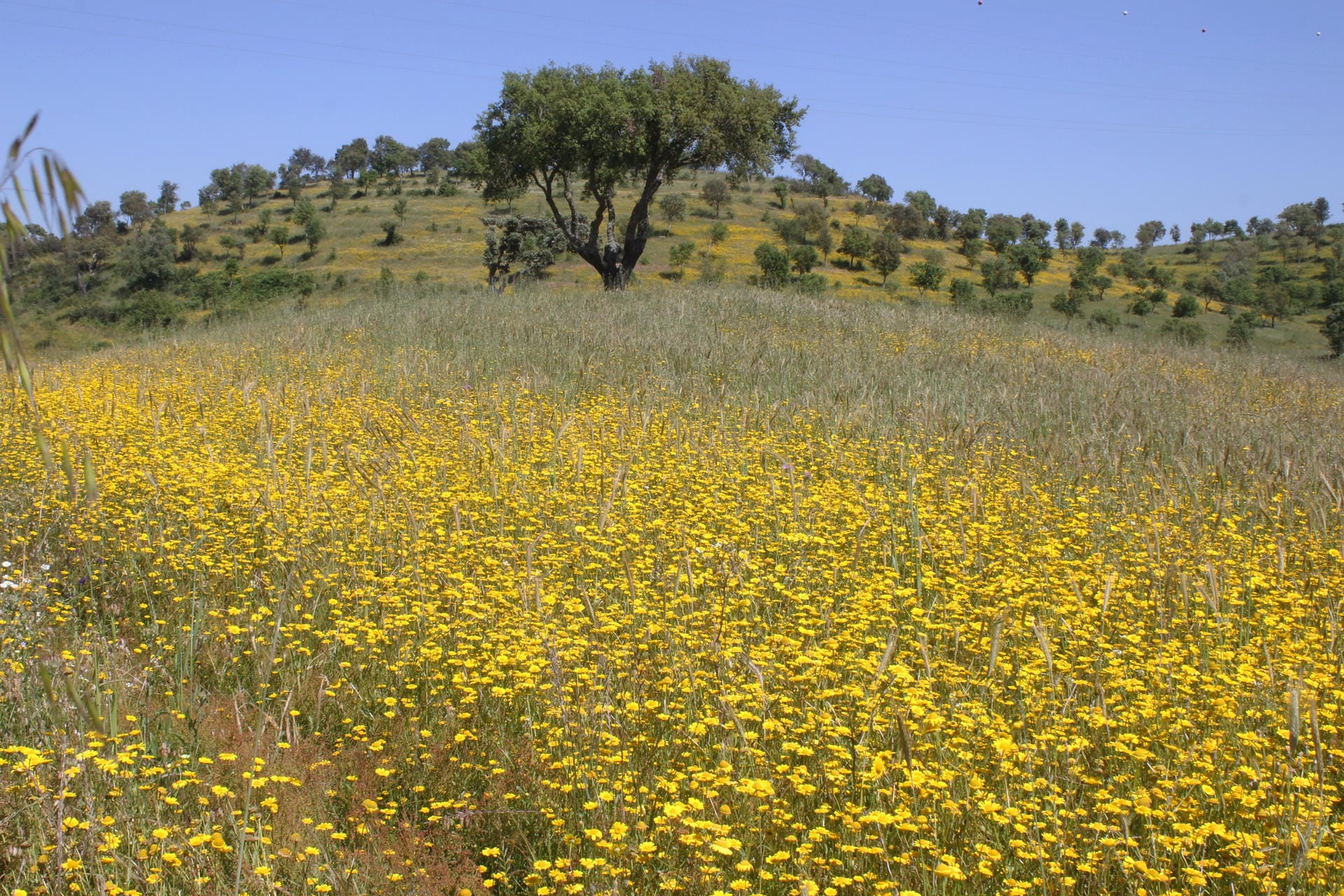 Knallbunte Blumenwiesen gibt es in der Provinz Alentejo. Menschenleer erscheint die Landschaft.