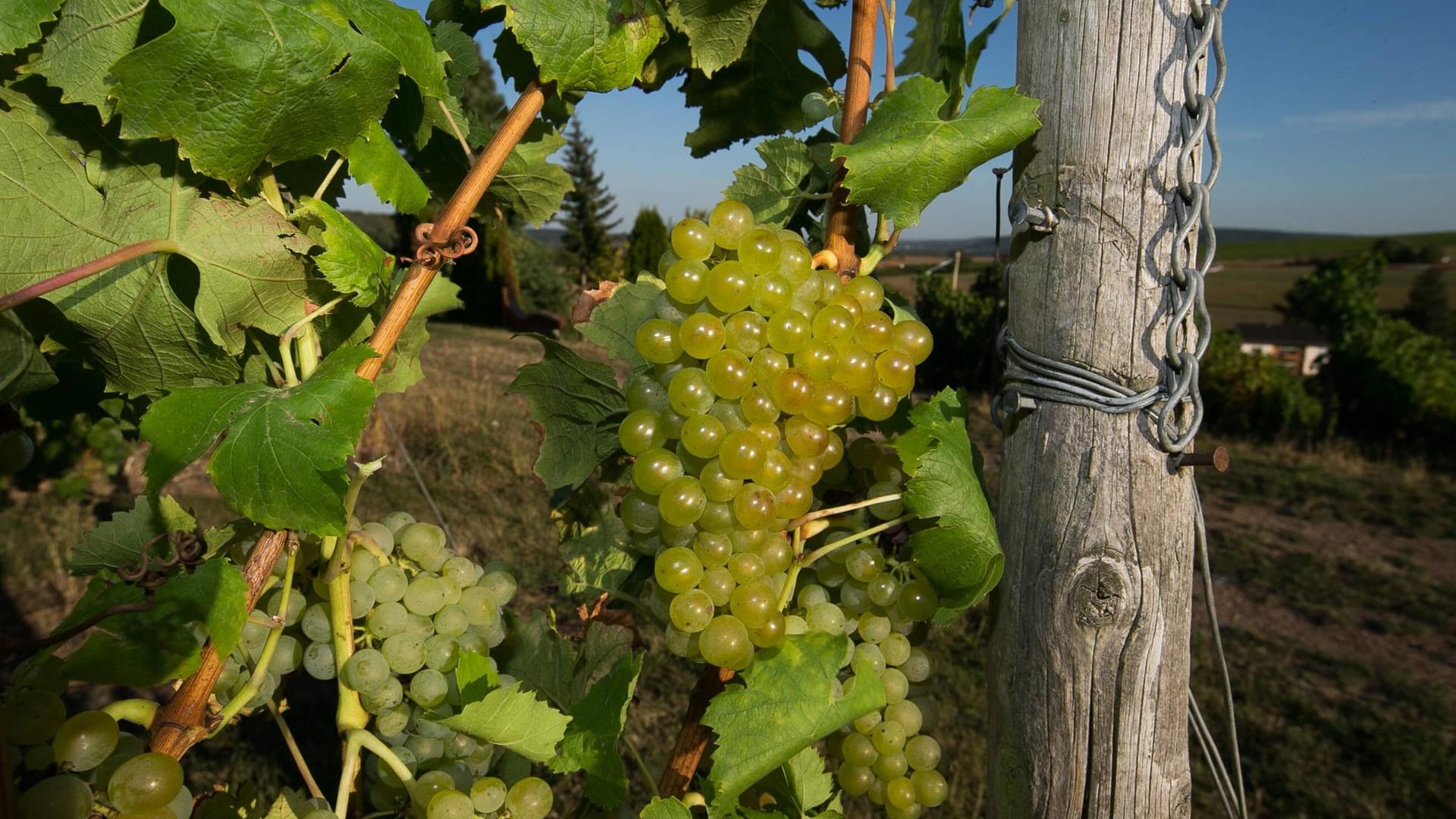 Seit einiger Zeit wird die Scheurebe aus Rheinhessen und der Pfalz neu entdeckt.