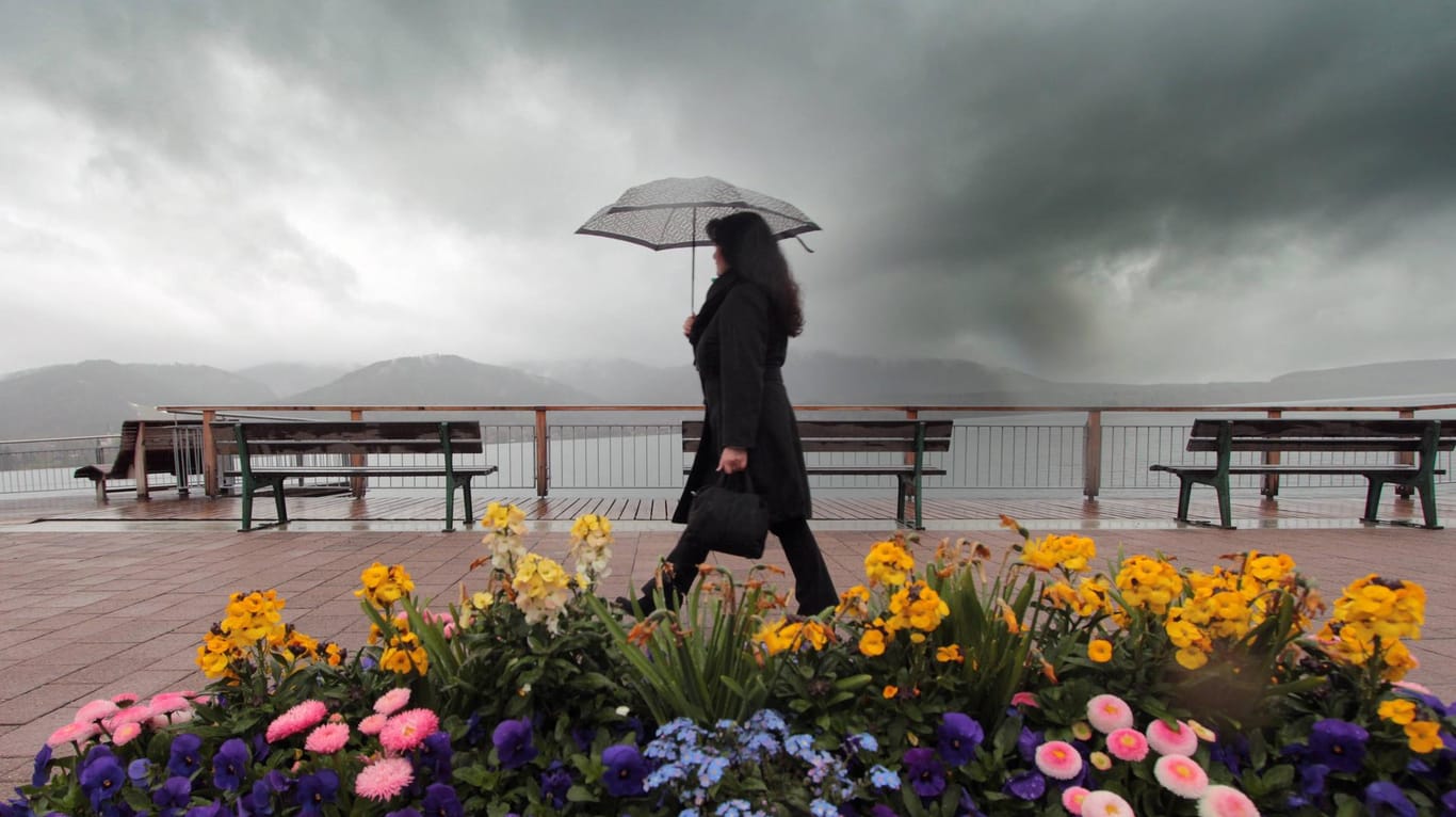 Frühlingsblumen blühen an der verregneten Uferpromenade am Tegernsee Bayern.