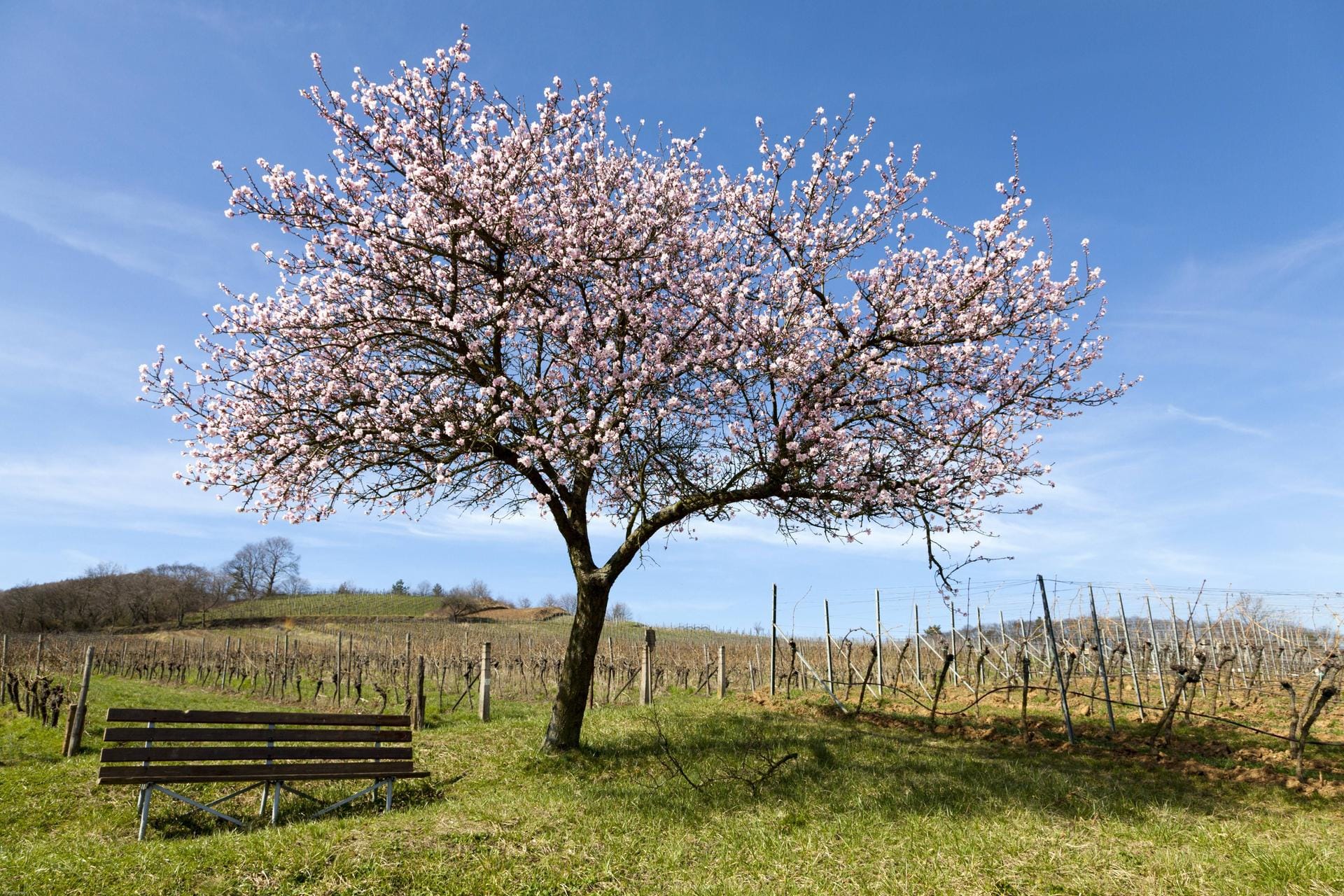 Idyllische Plätzchen gibt es während der Mandelbaumblüte überall in der Südpfalz