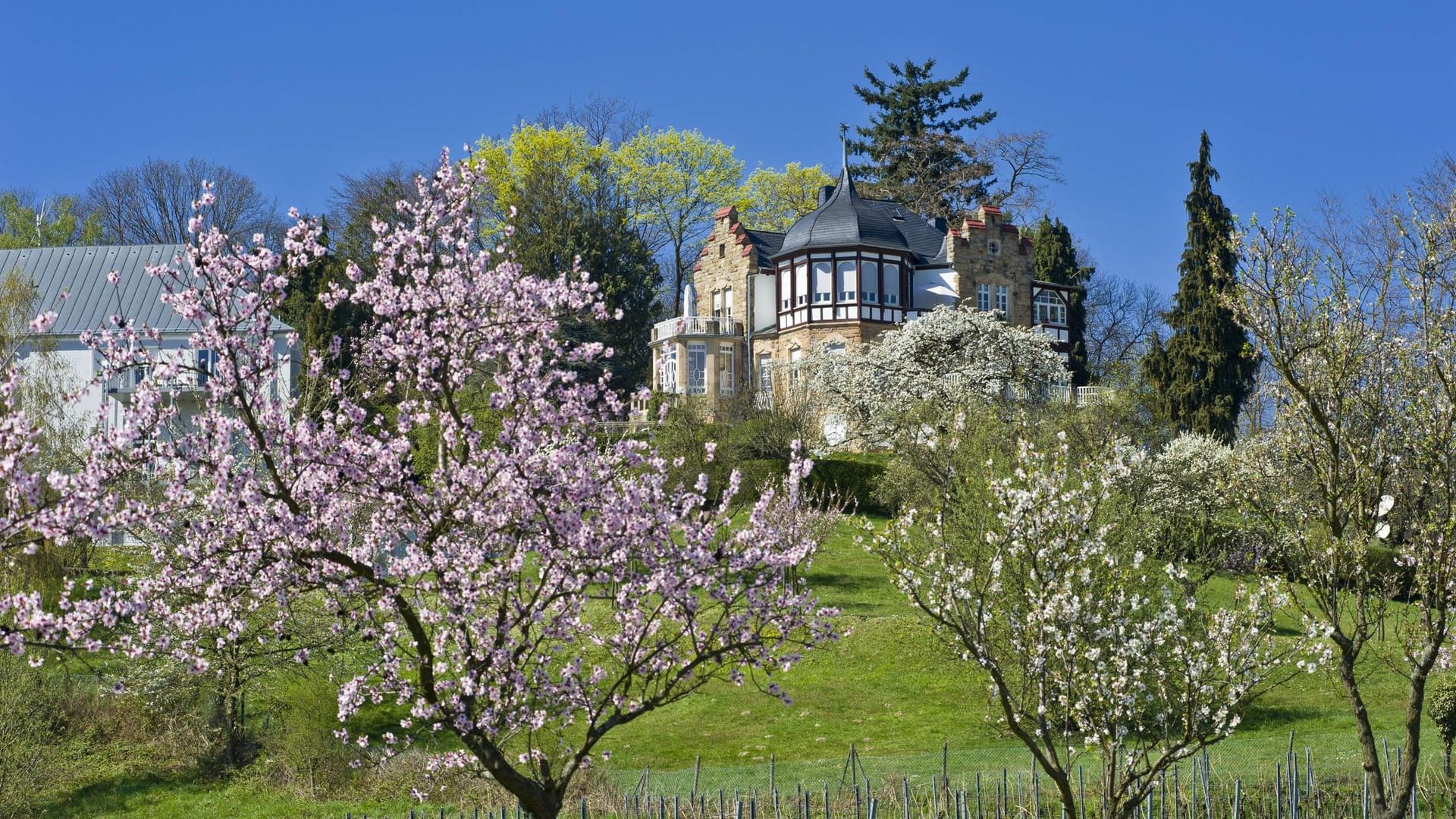 Mandelbaumblüte vor der Villa Emilienruhe, Bad Bergzabern, Deutsche Weinstraße, Pfalz