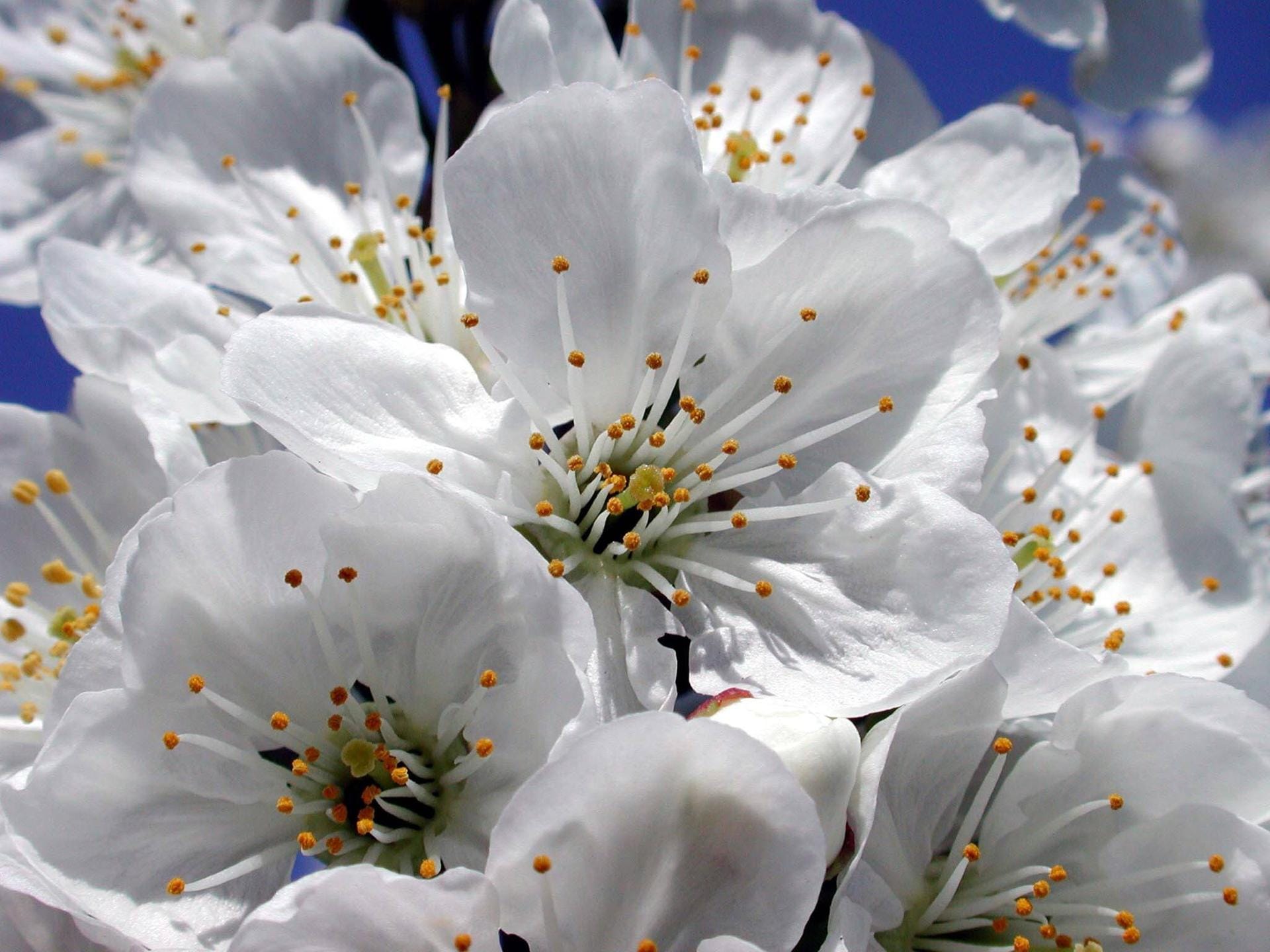 So schön blüht die Prunus Avium, die Kirschbaumblüte, überall im Süden von Deutschland