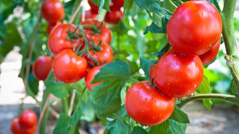 Tomaten am Strauch: Eine üppige Ernte erhalten Sie vor allem mit selbst veredelten Tomatenpflanzen.
