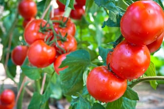 Tomaten am Strauch: Eine üppige Ernte erhalten Sie vor allem mit selbst veredelten Tomatenpflanzen.