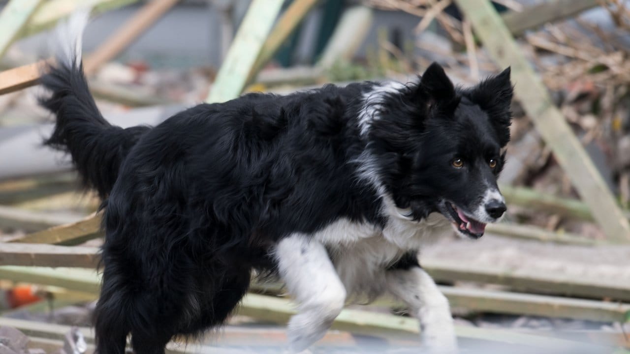 Auch Suchhunde wurden am Ort der Explosion eingesetzt. Auch Suchhunde wurden am Ort der Explosion eingesetzt.