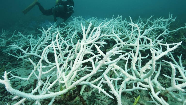 Japans größtes Korallenriff stirbt ab