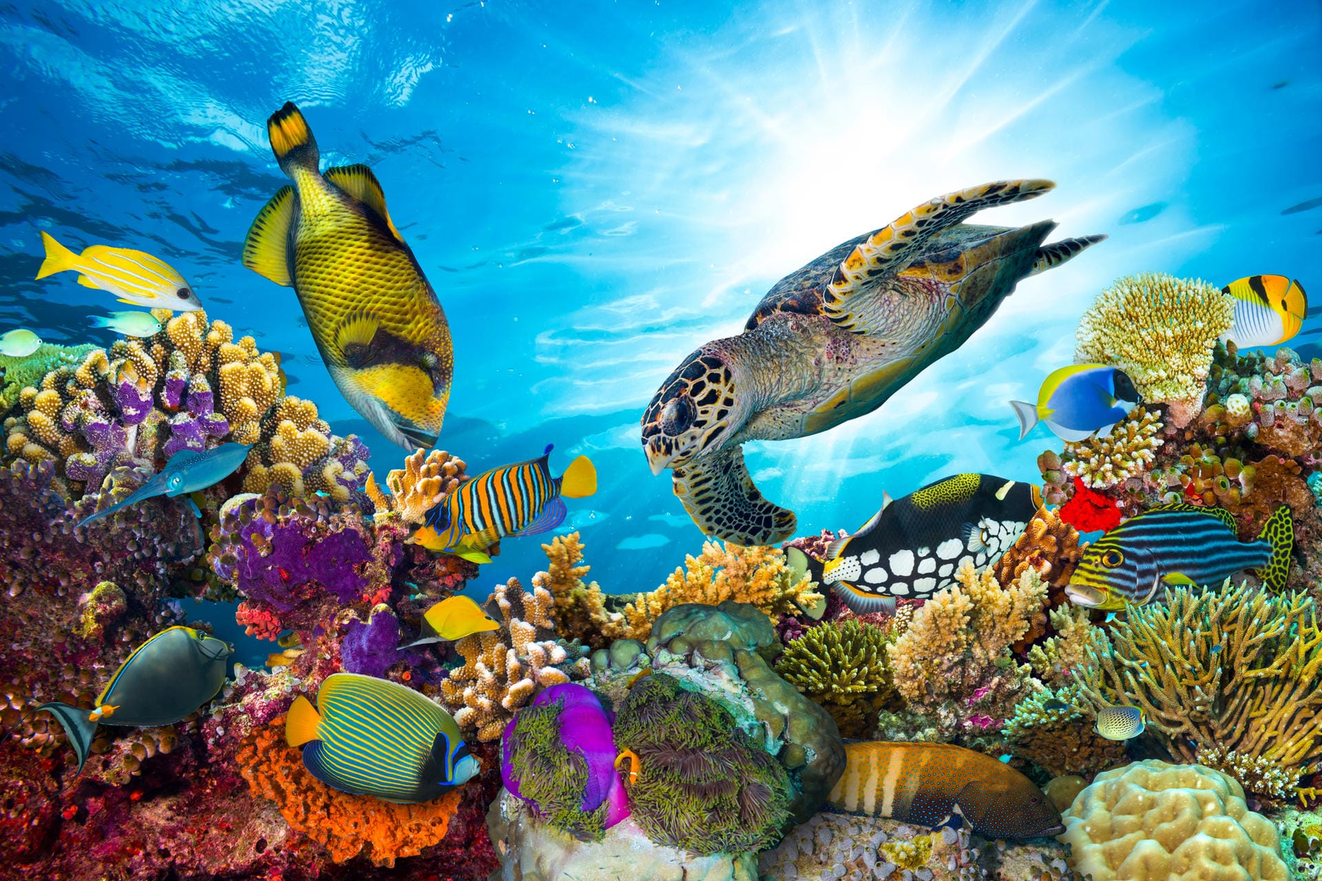 Bunte Artenvielfalt am Great Barrier Reef mit Fischen und Meeresschildkröte