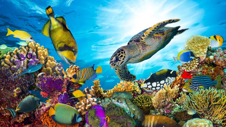 Bunte Artenvielfalt am Great Barrier Reef mit Fischen und Meeresschildkröte