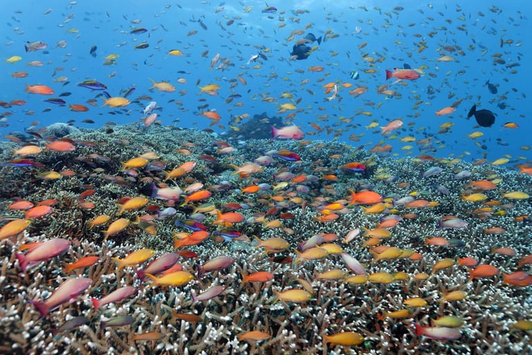 Fahnenbarsche am Great Barrier Reef in Queensland in Australien