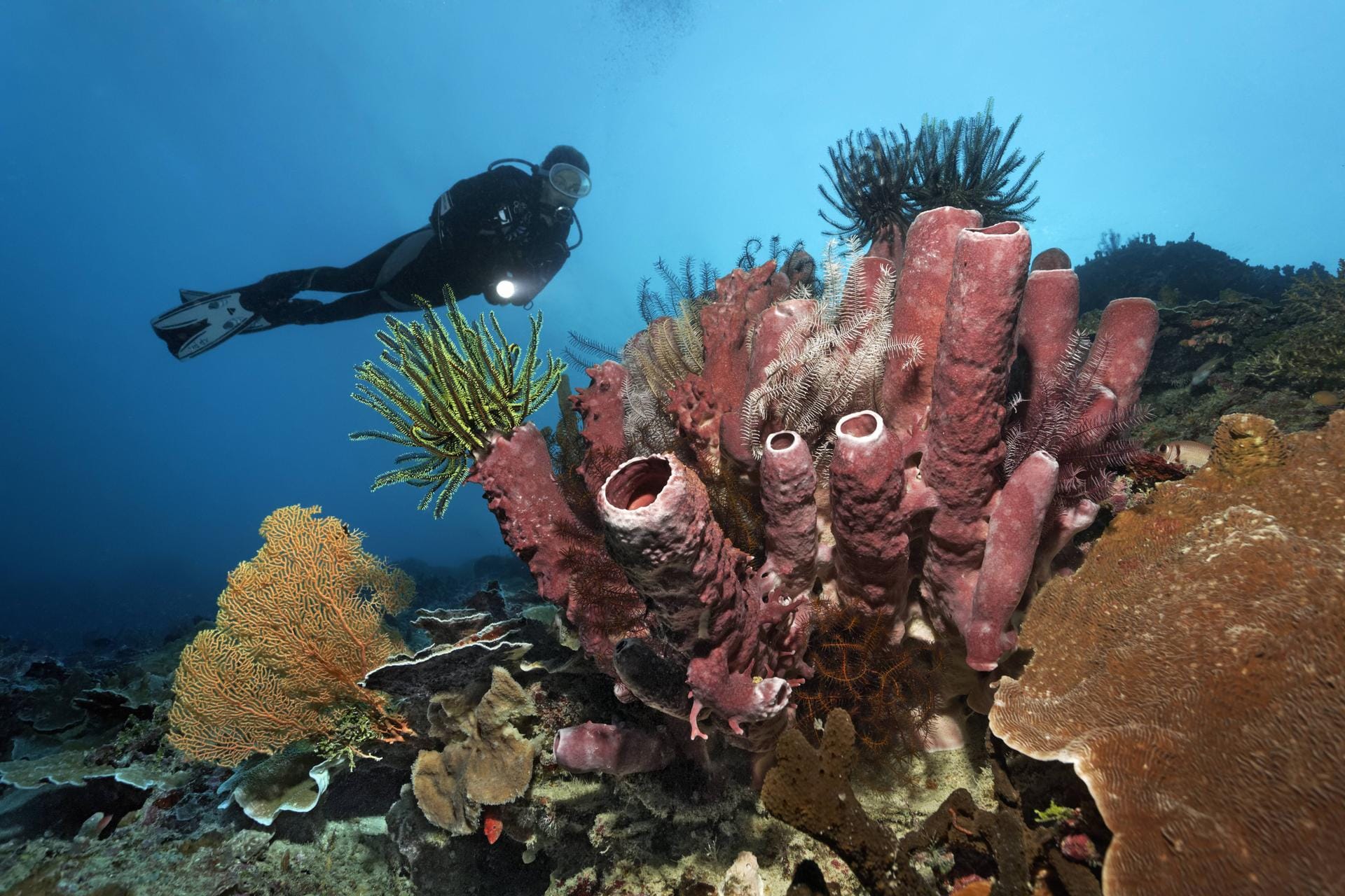 Taucher betrachtet Korallenriff mit verschiedenen Korallen