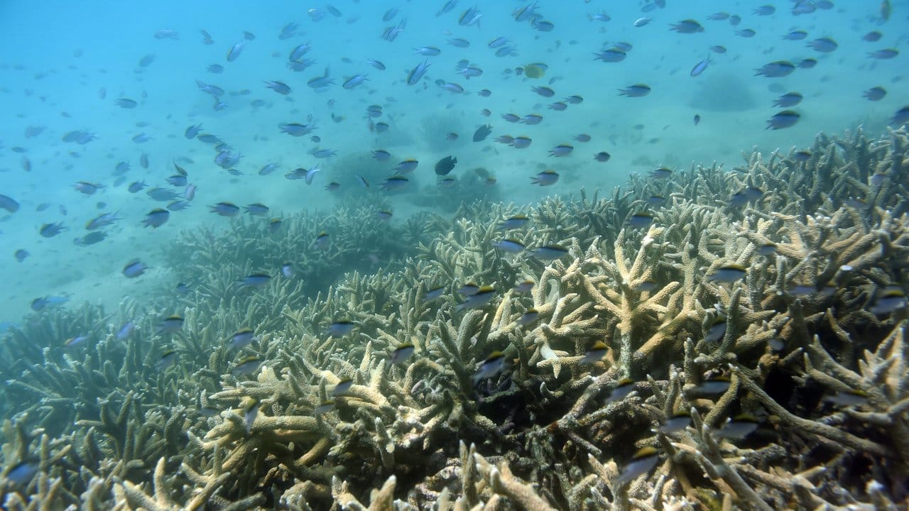 Tropische Fische schwimmen am Rand eines von Korallenbleiche betroffenen Areals.