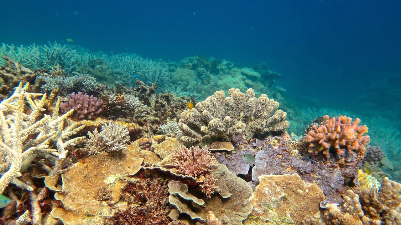 Aufnahmen zeigen, dass die Korallenstöcke auf einer Länge von insgesamt 1500 Kilometern ausgebleicht sind.