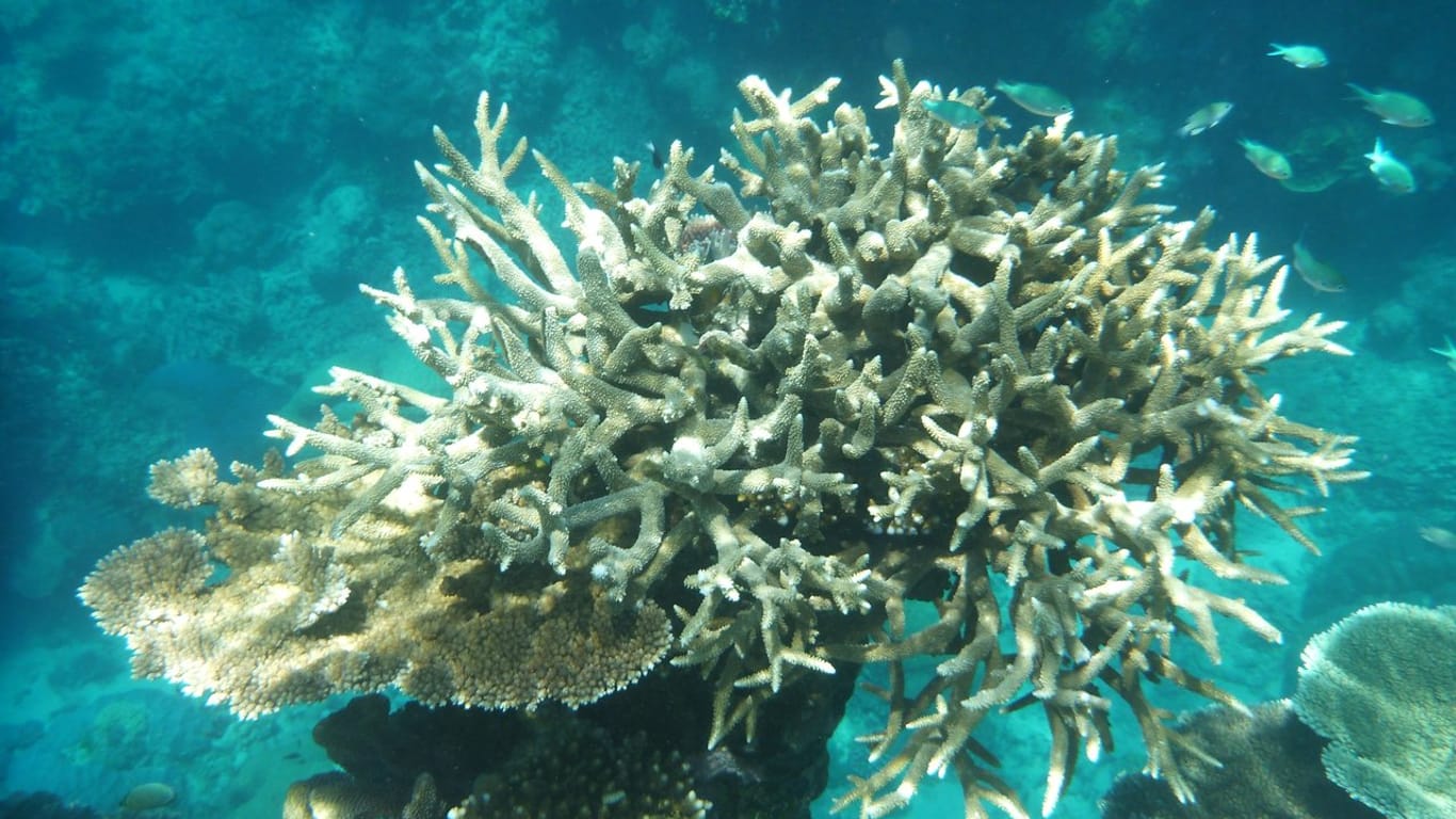 Korallenbleiche am Great Barrier Reef.