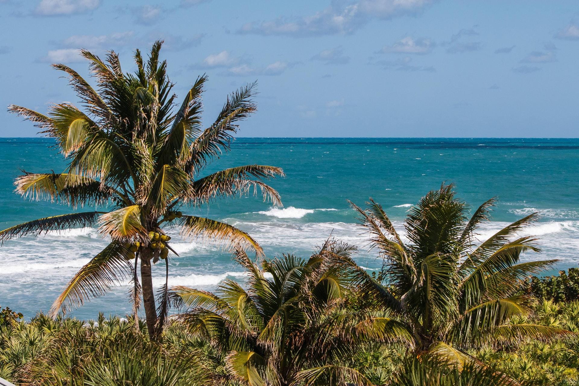 Palmen an der Küste Floridas.