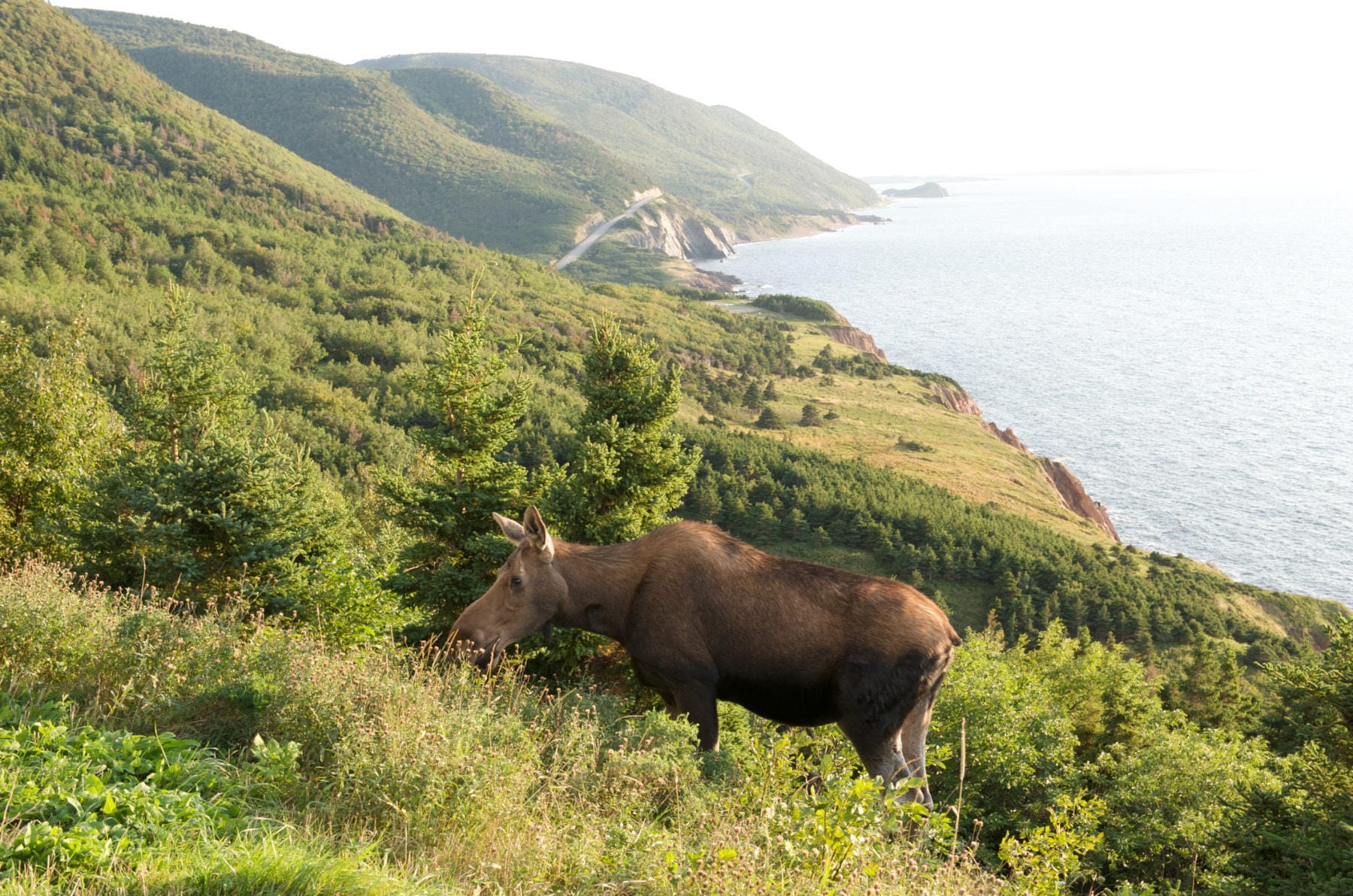 Hier grast ein Elch auf den Grünflächen der Küste in den Cape Breton Highlands.