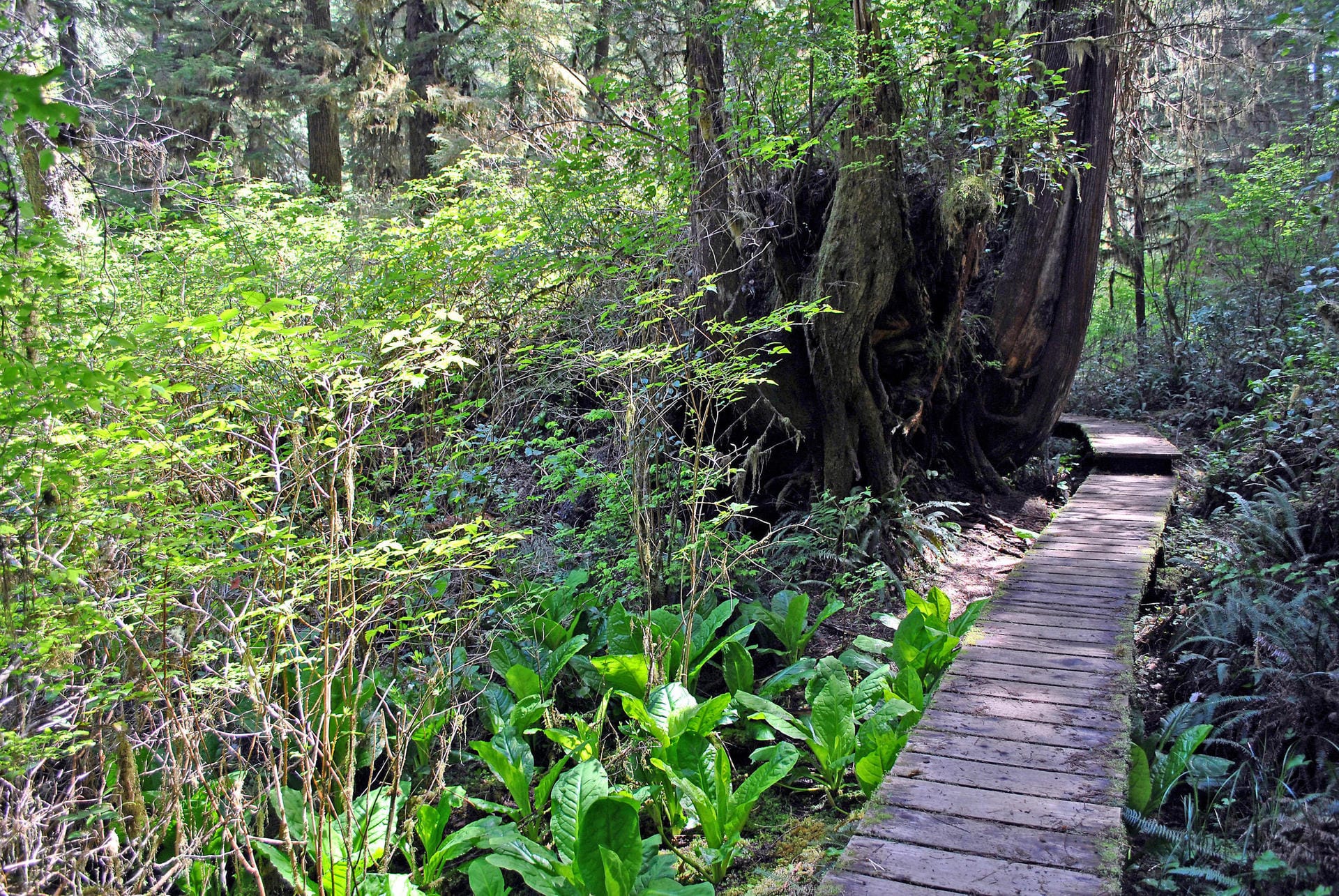 Der "Rainforest Trail" im "Pacific Rim National Park hält viele aufregende Wanderwege für sie bereit.