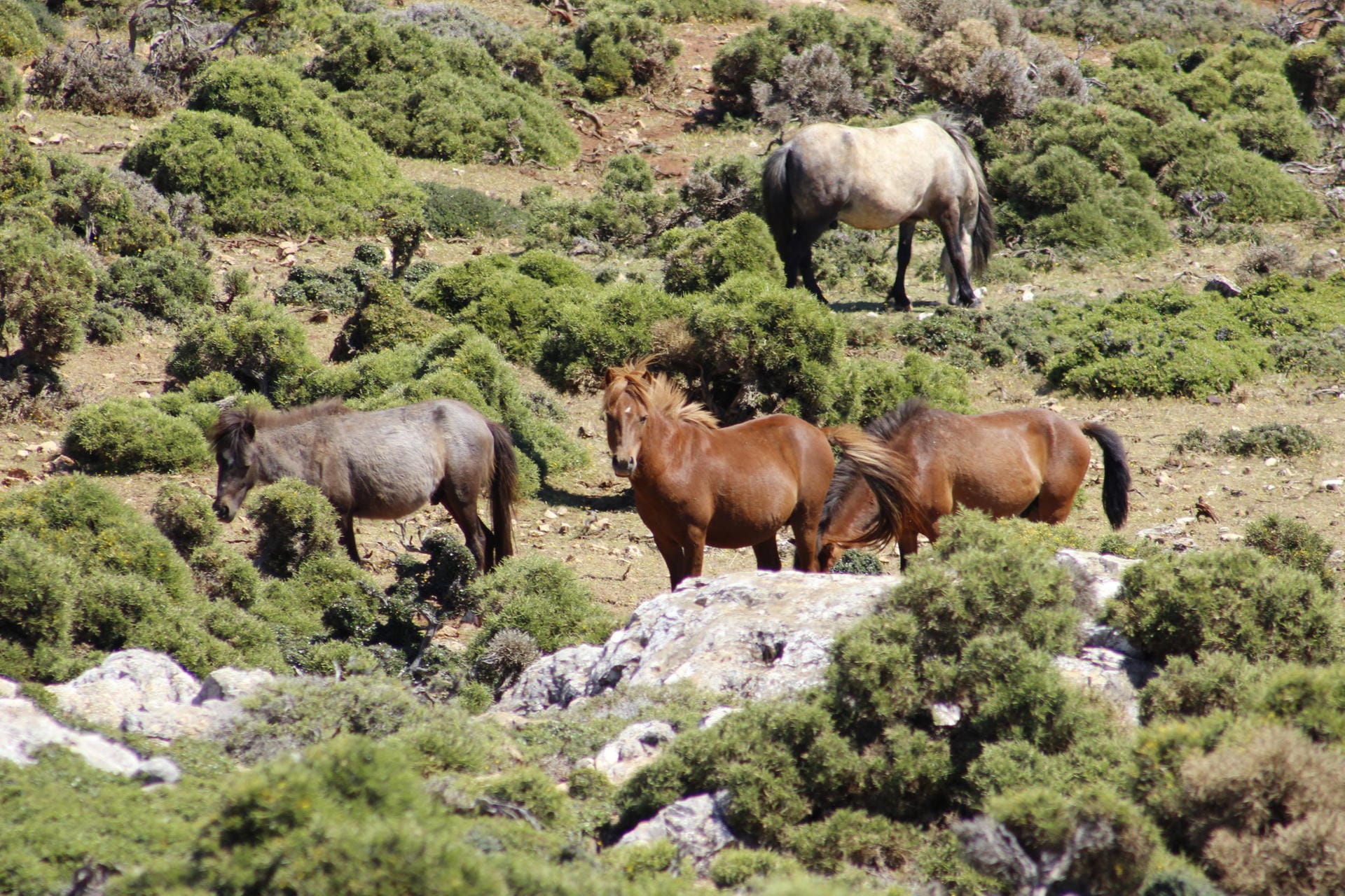 Die Skyros-Ponys sind nur auf der gleichnamigen Insel zu finden.
