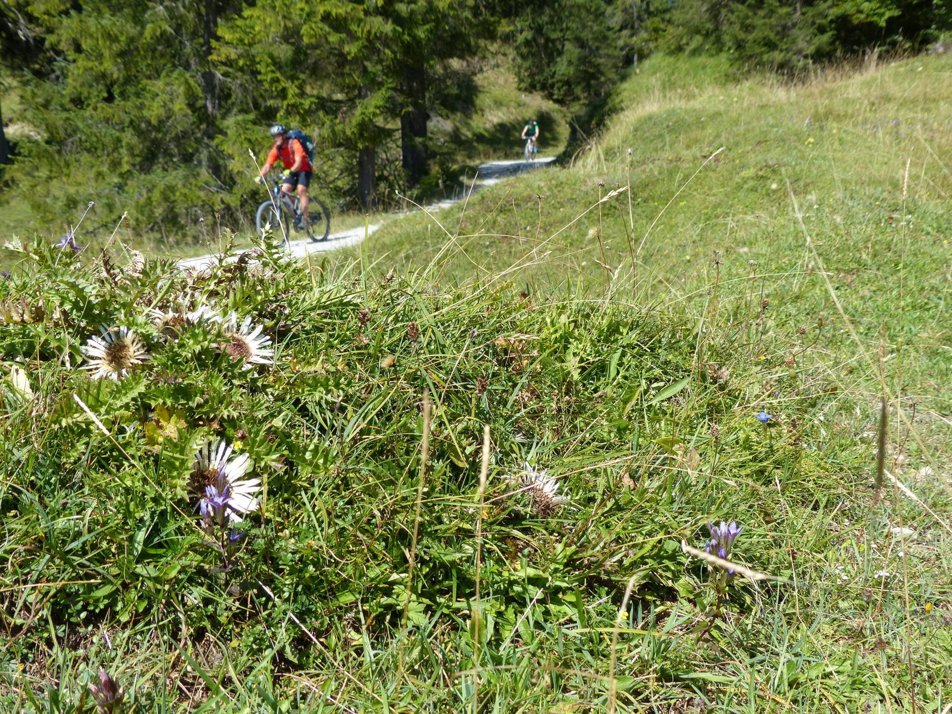 Bayerische Voralpen: 50 km südlich von München von München starten am Tegernsee viele Touren für Mountainbiker.