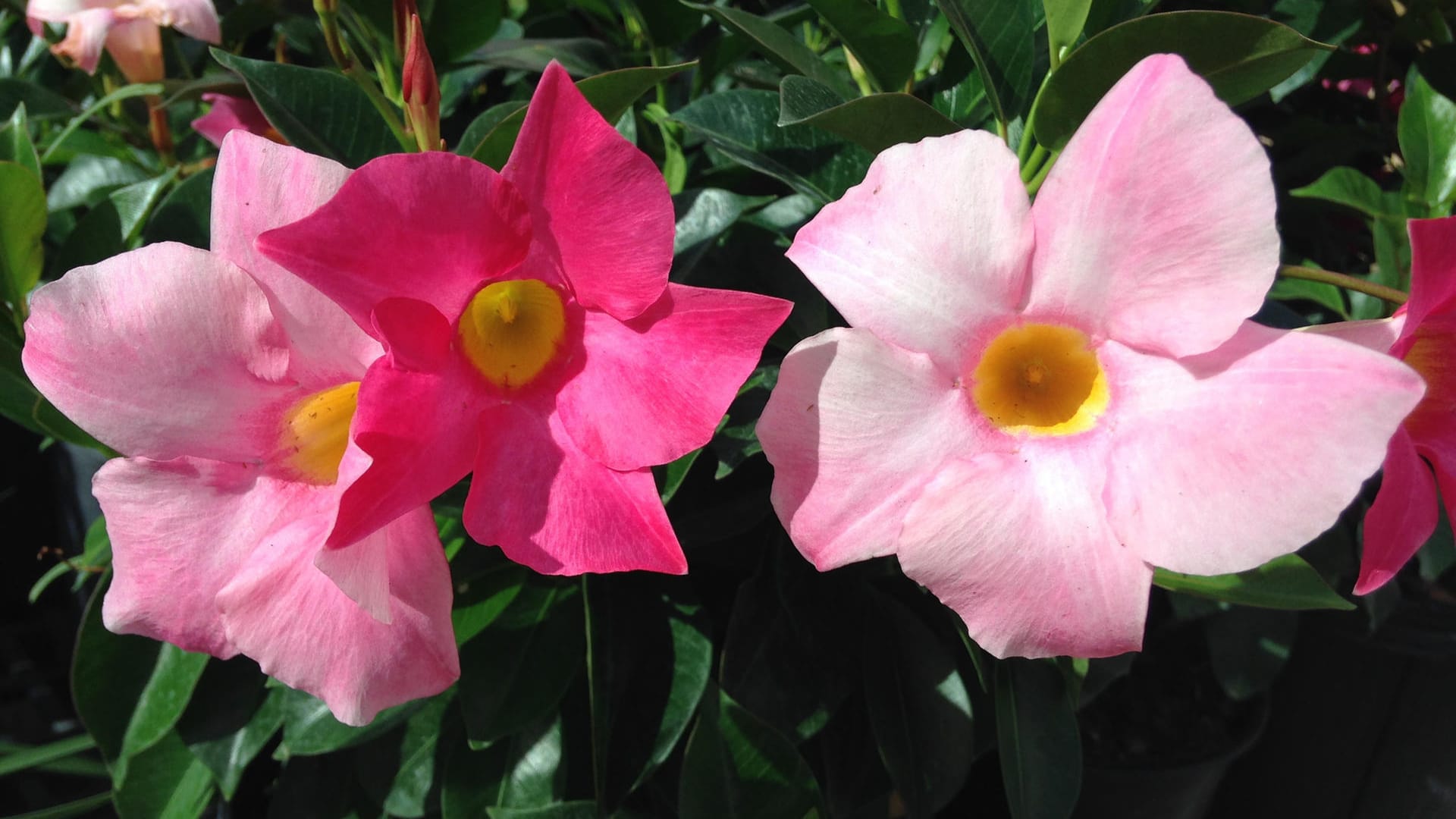 Dipladenia (Mandevilla): Sie blüht fast den ganzen Sommer.