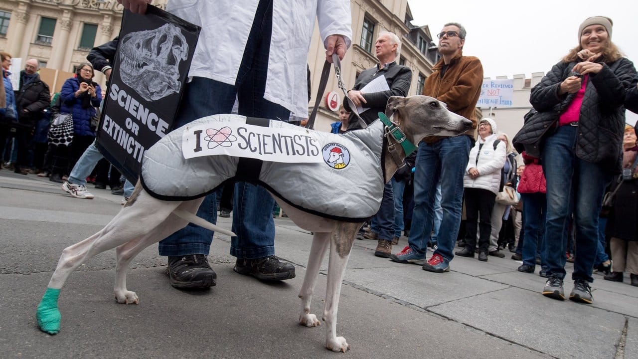 Ein Hund in München trägt den Schriftzug "I love Scientists". Ein Hund in München trägt den Schriftzug "I love Scientists".