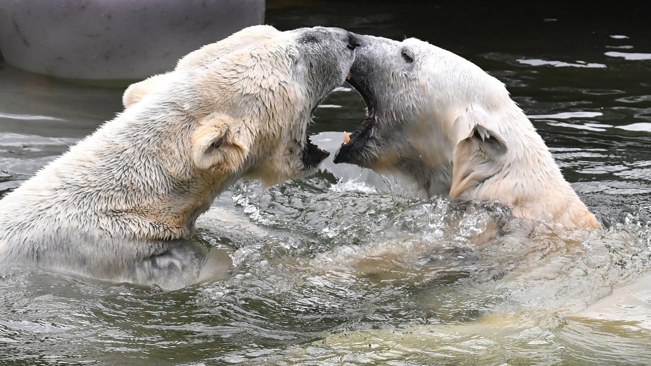 Wie Eisbären küssen.