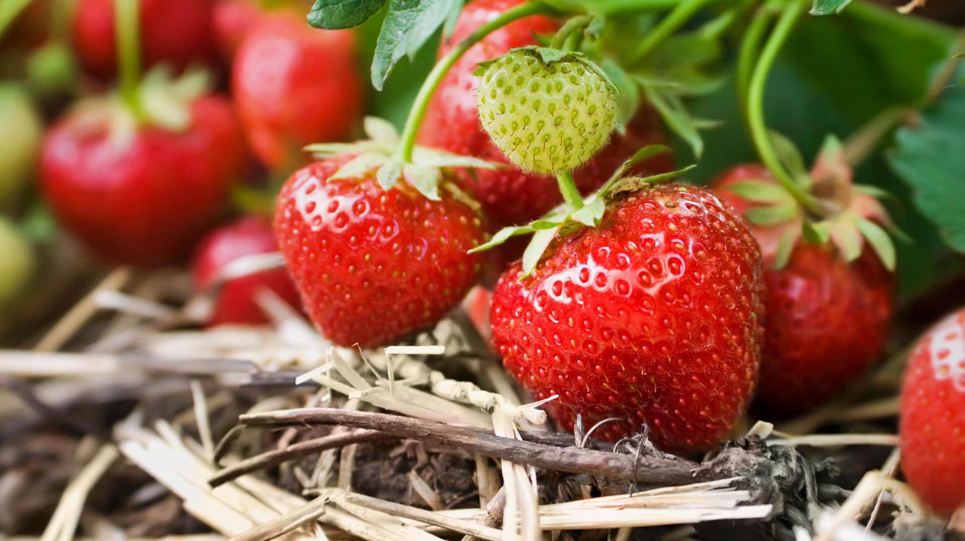 Erdbeeren in Nahaufnahme