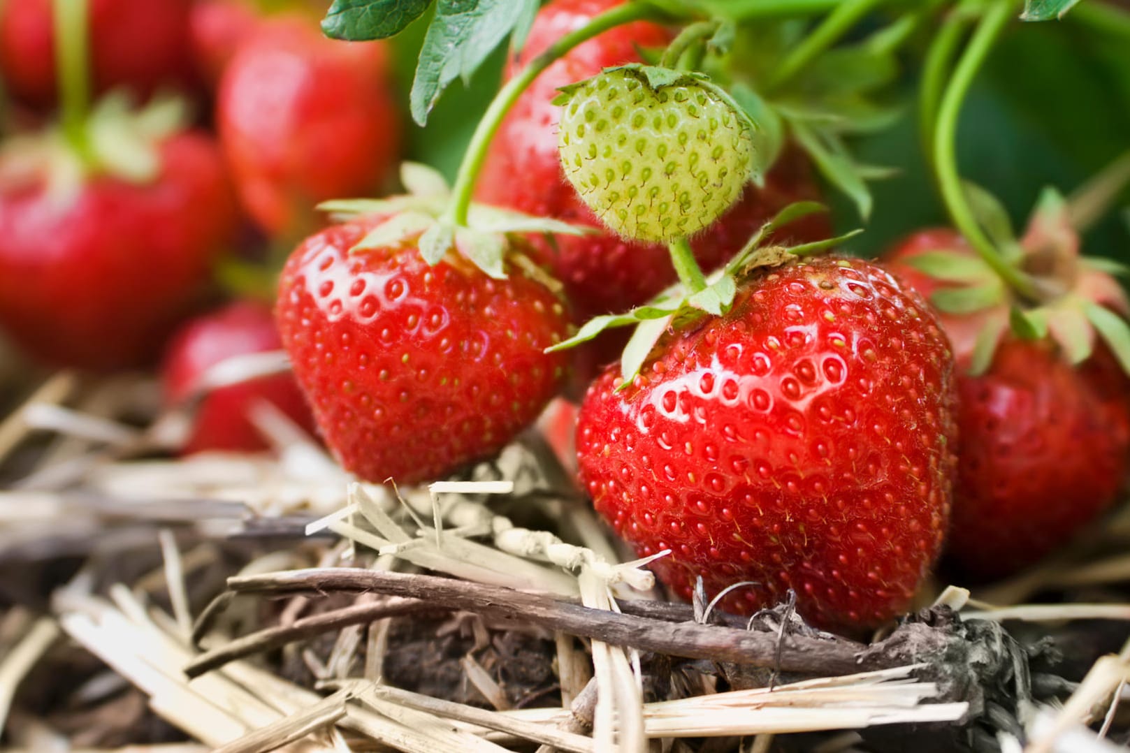 Erdbeeren in Nahaufnahme