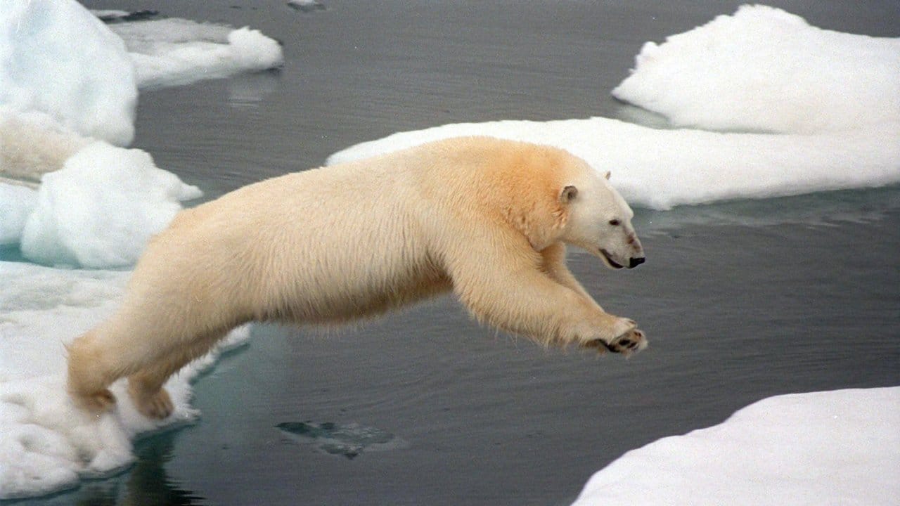 Dieses Foto ist zur Ikone geworden: Ein Eisbär springt in der immer stärker abtauenden Arktis von Eisscholle zu Eisscholle. Dieses Foto ist zur Ikone geworden: Ein Eisbär springt in der immer stärker abtauenden Arktis von Eisscholle zu Eisscholle.