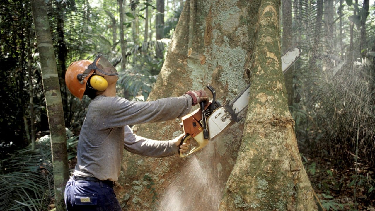 Auch die kaum gebremste Abholzung der Regenwälder könnte den Klimawandel beschleunigen. Auch die kaum gebremste Abholzung der Regenwälder könnte den Klimawandel beschleunigen.