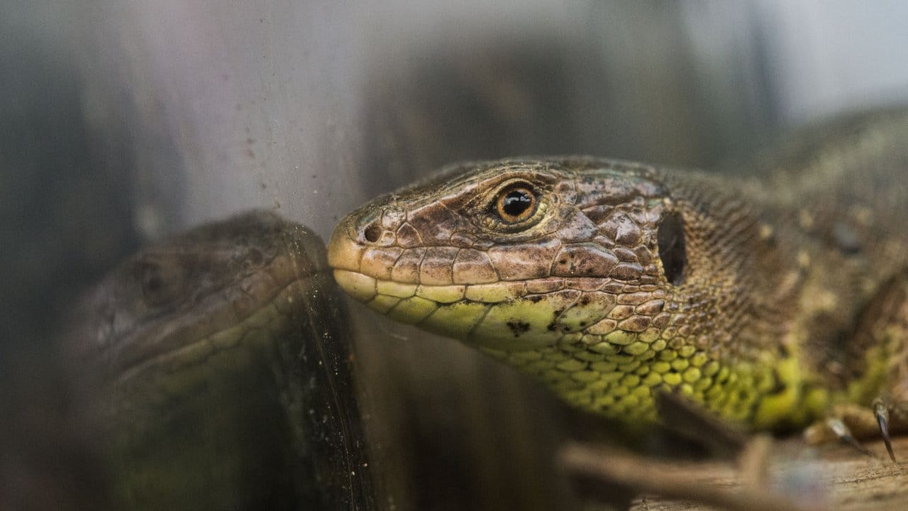 Geschützte Art: Eine Zauneidechse, hier in einem Terrarium. Geschützte Art: Eine Zauneidechse, hier in einem Terrarium.