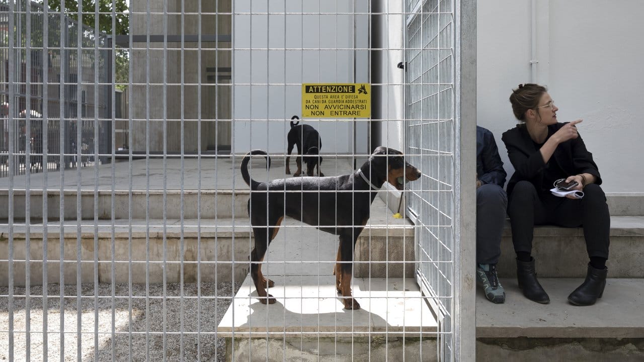 Hunde in einem Käfig vor dem Deutschen Pavillon auf der Kunstbiennale 2017. Hunde in einem Käfig vor dem Deutschen Pavillon auf der Kunstbiennale 2017.