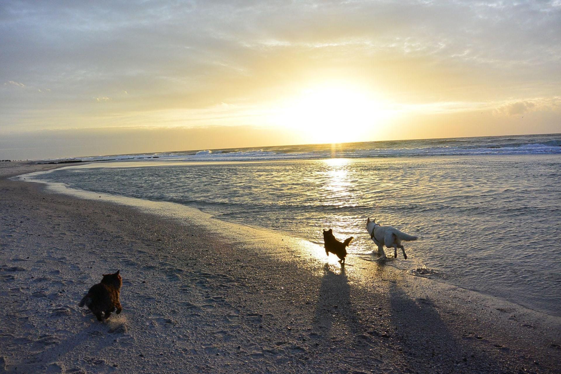 Fast romantisch: Hunde laufen in der Morgensonne am Strand.