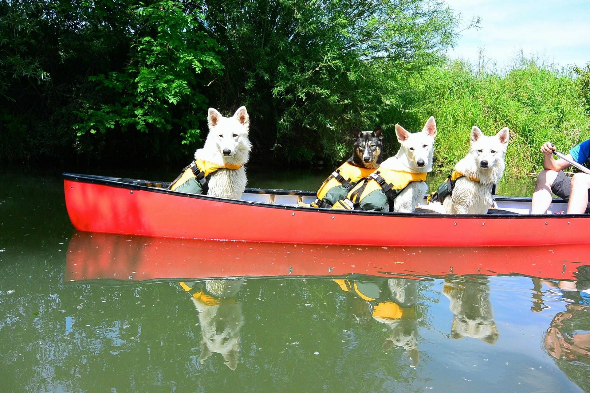 Eine Seefahrt die ist lustig: Hundeausflug mit dem Kanu.