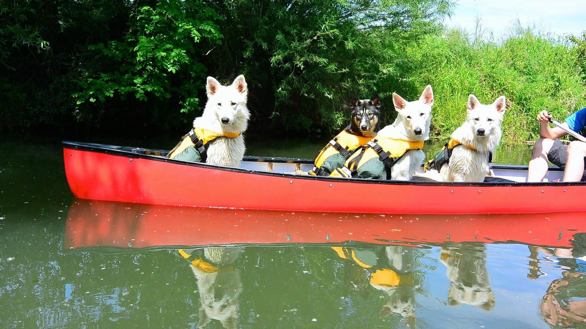 Eine Seefahrt die ist lustig: Hundeausflug mit dem Kanu.