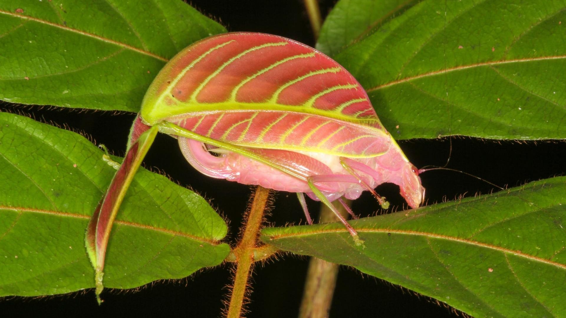 In Malaysia wurde diese Laubheuschrecke gefunden, die Eulophophyllum kirki.