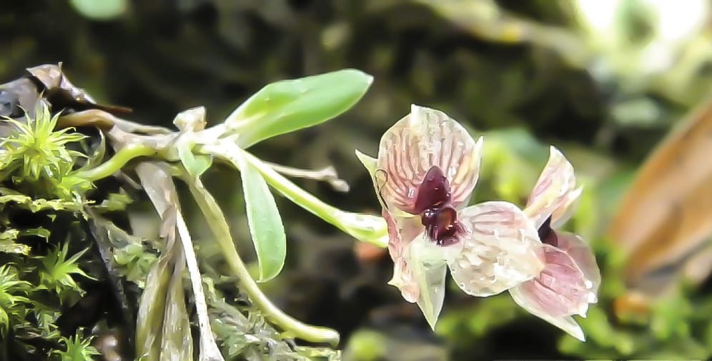 Die vom Aussterben bedrohte Orchidee Telipogon diabolicus fanden Wissenschaftler in Kolumbien. Ihr Reproduktionsorgan sieht aus wie der Kopf eines Teufels.