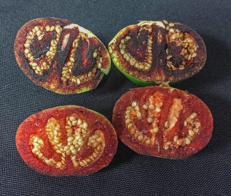 In Australien entdeckten Forscher die Tomatensorte Solanum ossicruentum.