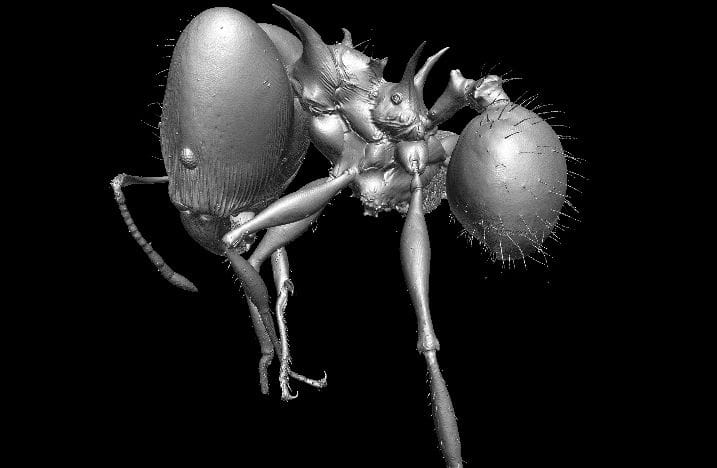Der schwarze Drache "Drogon" aus der Science-Fiction-Serie "Game of Thrones" war Namenspate für diese Ameise, die Pheidole drogon.