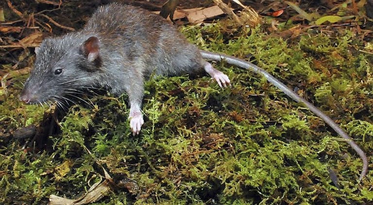 Die Ratte Gracilimus radix bevorzugt anders als viele ihrer nächsten Verwandten nicht Fleisch als Hauptgericht: Der Allesfresser knabbert besonders gern an Wurzeln.
