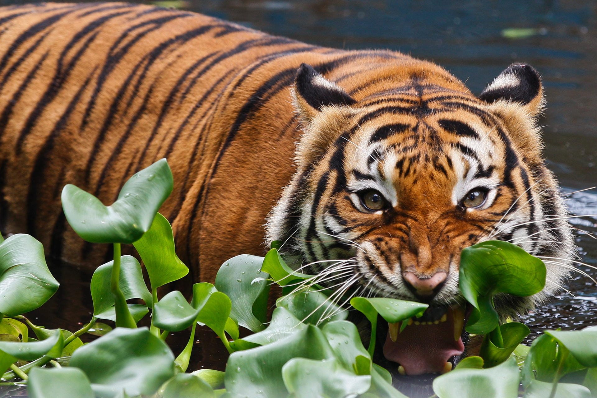 Ein Tiger (Panthera Tigris) steht in einem Zoo in Kuala Lumpur (Malaysia). In freier Wildbahn sorgen Tiger dafür, dass sich Pflanzenfresser nicht zu stark vermehren.