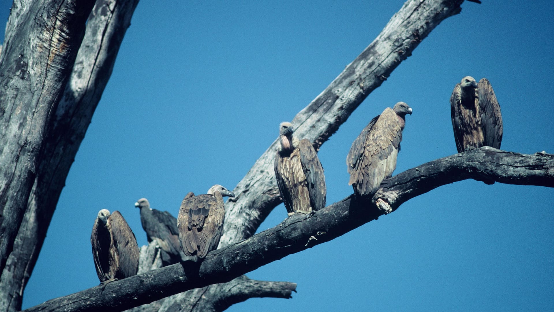 Indische Geier (Gyps indicus) sitzen im Corbett-Nationalpark in Indien auf einem Ast. Als Aasfresser leisten Geier einen wichtigen Beitrag für die Natur.