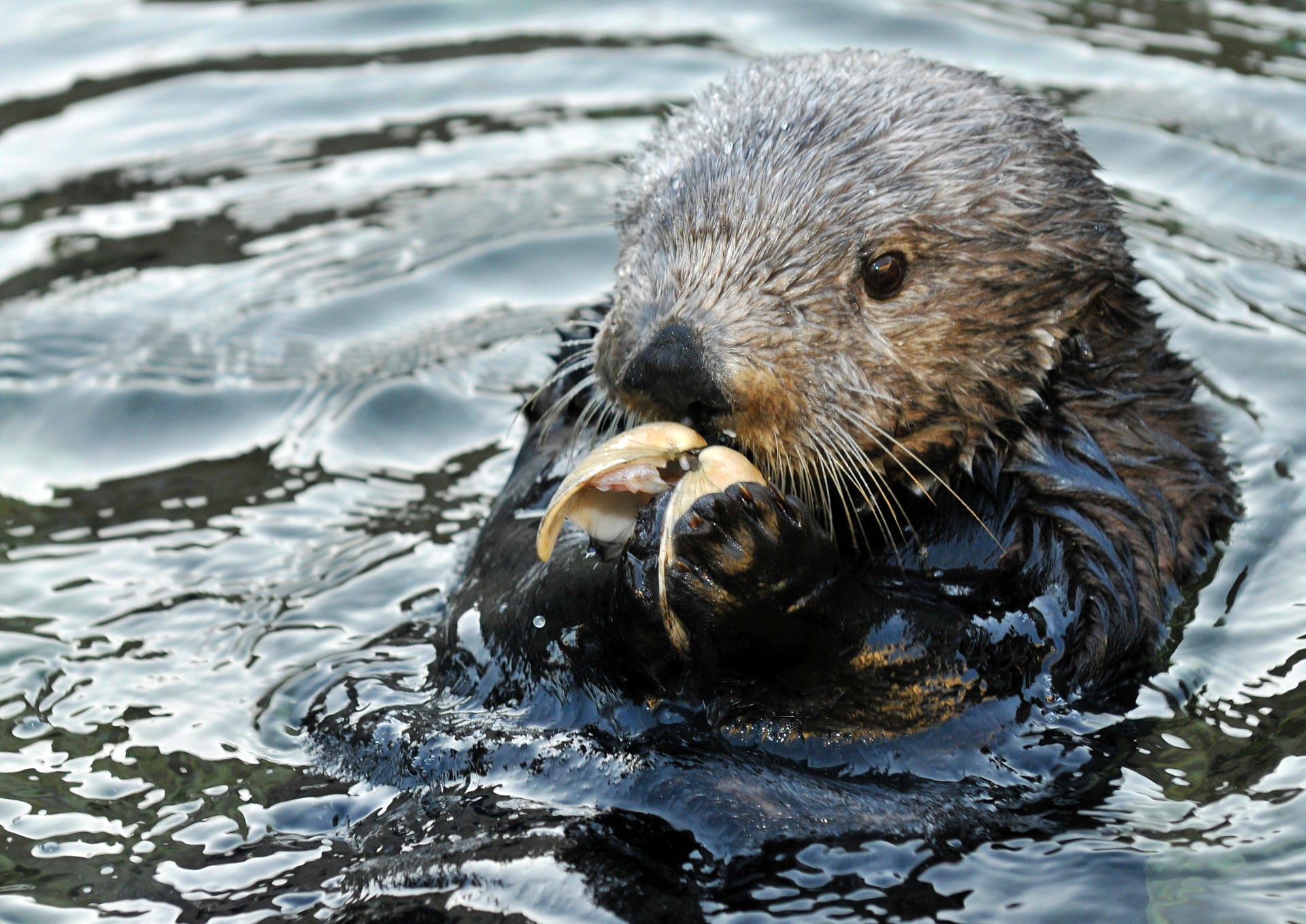 Seeotter kontrollieren die Ausbreitung von anderen Meereslebewesen wie Seeigel, indem sie diese fressen.