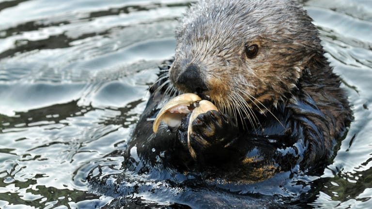 Seeotter kontrollieren die Ausbreitung von anderen Meereslebewesen wie Seeigel, indem sie diese fressen.