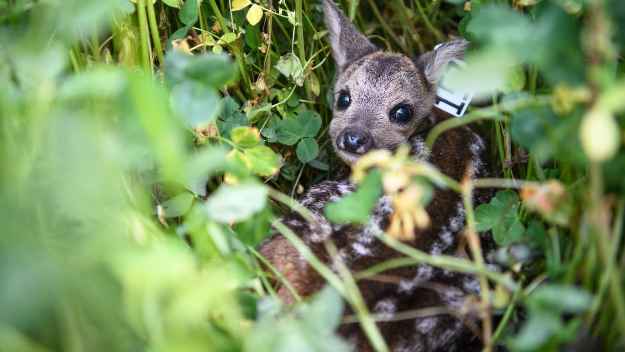 Ein Rehkitz versteckt sich zwischen den hohen Sträuchern einer Wiese. Ein Rehkitz versteckt sich zwischen den hohen Sträuchern einer Wiese.