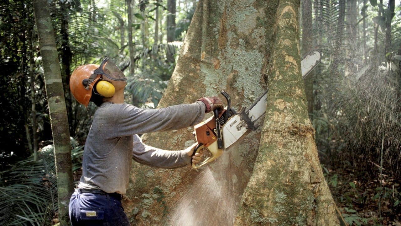 Auch die kaum gebremste Abholzung der Regenwälder könnte den Klimawandel beschleunigen.