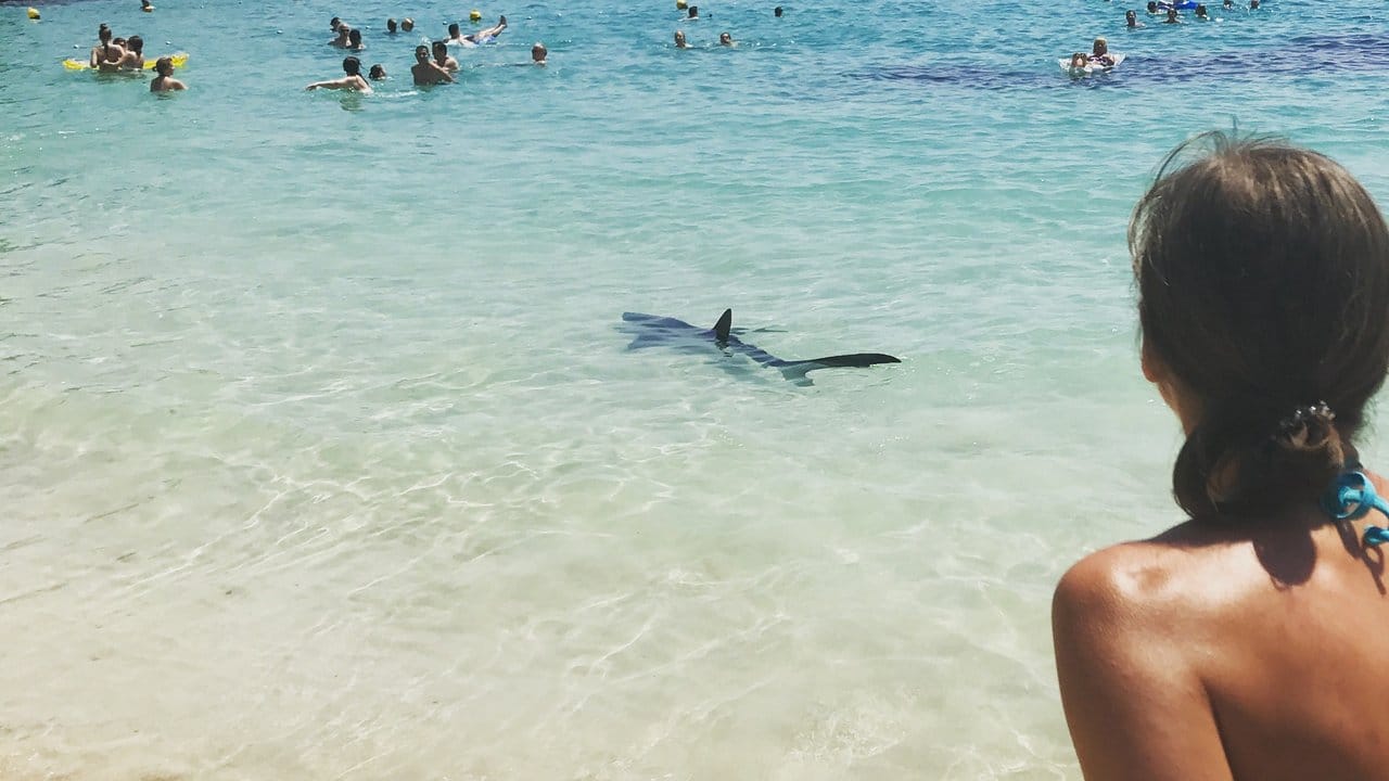 Ein Hai hat am Illetes-Strand in palma de Mallorca die Badegäste in Angst und Schrecken versetzt. Ein Hai hat am Illetes-Strand in palma de Mallorca die Badegäste in Angst und Schrecken versetzt.