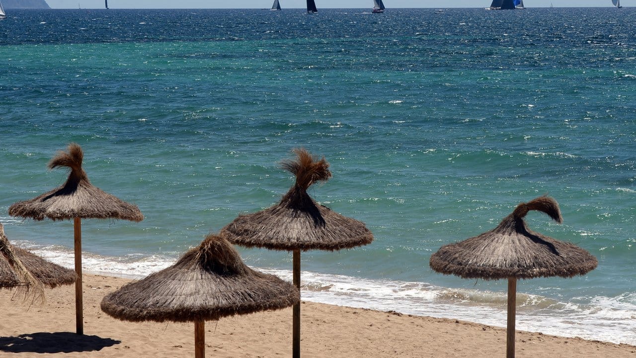 Leerer Strand auf Mallorca: Ein Blauhai vor auf Deutschlands Urlaubsinsel Nummer eins hat Angst und Schrecken unter Badegästen verbreitet. Leerer Strand auf Mallorca: Ein Blauhai vor auf Deutschlands Urlaubsinsel Nummer eins hat Angst und Schrecken unter Badegästen verbreitet.