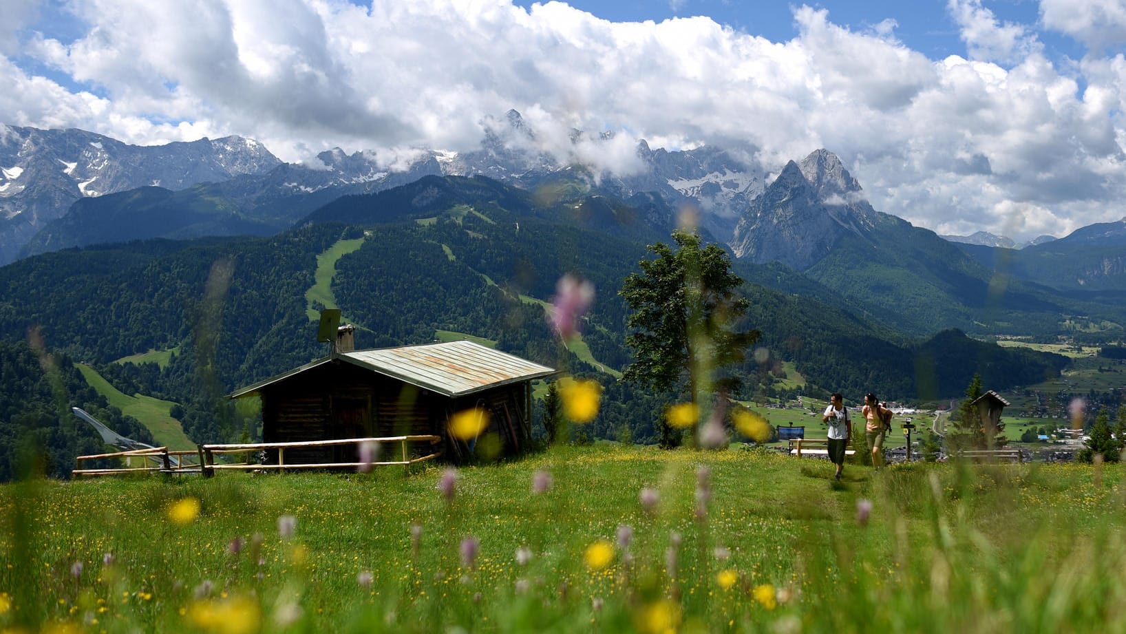 Blumenwiesen in Garmisch-Partenkirchen (Bayern)